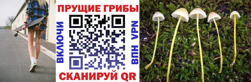 Псилоцибиновые грибы Psilocybine cubensis  наркошоп  Мончегорск 